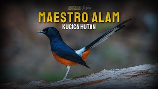 Download lagu Mengenal Burung Murai Batu – Raja Kicauan yang Elegan mp3