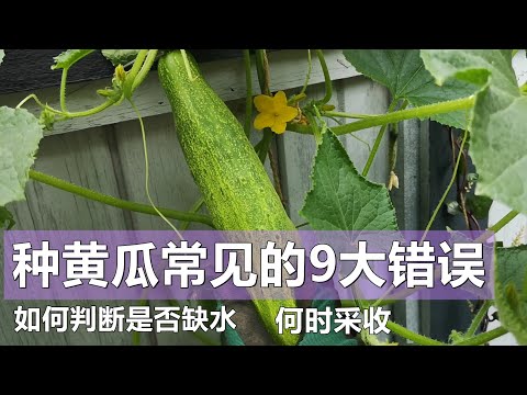 , title : '种黄瓜常见的9大错误, 如何判断是否缺水,何时采摘 9 common mistakes in growing cucumbers'