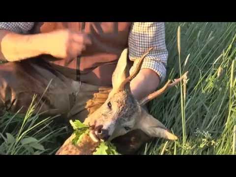 Ein abnormer und ein sehr starker Rehbock erlegt! Abnormal and very strong roebuck shot!