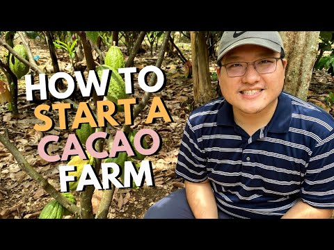 How to Start a Cacao Farm