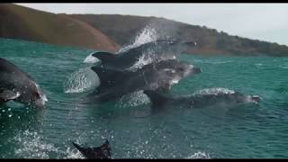 Oceans: Our Blue Planet - Trailer