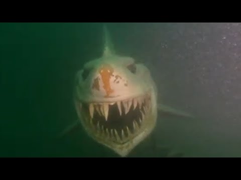 The Most Surreal Sea Encounters Caught On Film