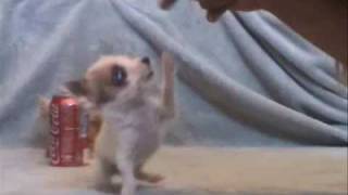 Worlds Smallest Dog at 3 1 2 ins Video