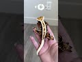 The Most Adorable Geckos in the World! 🦎 #animals #nature #wildlife