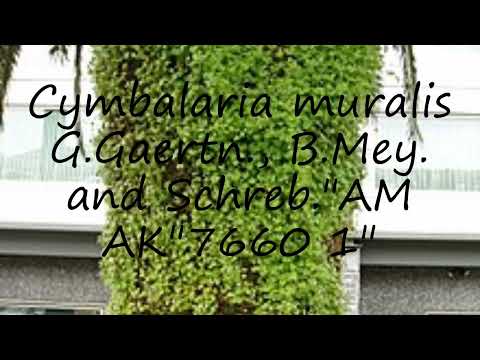 How to pronounce Cymbalaria muralis G.Gaertn., B.Mey. and Schreb."AM AK"7660 1" in English?