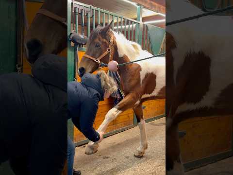 Spa day for Hondura😍 #shortsvideo #horse #massage