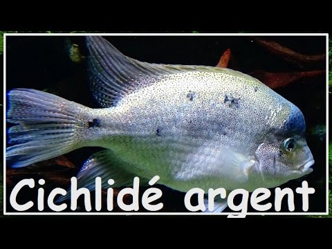 Maskaheros argenteus
