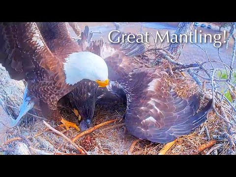 #283🦅E26🐥70°／SWFL Bald Eagle Nest 2025-2026／F23💗M15／Powerd by Southwest Florida Eagle Cam