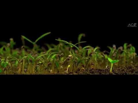 Jayesh sharma ENGLISH CORPORATE AV