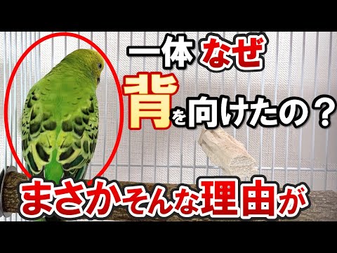 キイロインコについて詳しく解説