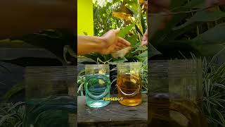 Download lagu MENGATASI IKAN CUPANG KUNCUP / STRES mp3