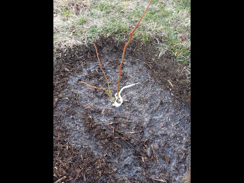 Cum plantez eu afinul