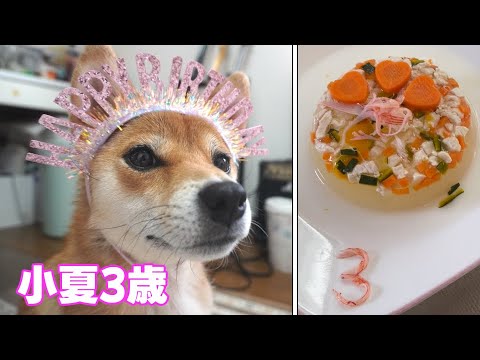 【びっくり完食】お祝いゼリーをペロリ！小夏3歳になりました