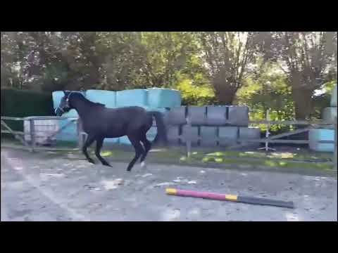 El Barone 111 Z x Vannan