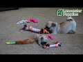 Pug dogs for sale: Biscuit - Video 1