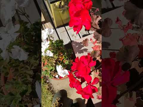 ゼラニウムと関連付ける植物はどれですか 野菜の攻撃が少ない、昆虫を引き寄せる キュウリ