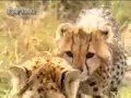 Cheetah Vs Gazelle Action 2016 EXCLUSIVE