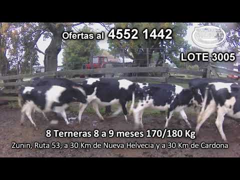 Lote 8 Terneras 8 HO 170/180 Kgkg -  en Zunin, Ruta 53, a 30 Km de Nueva Helvecia y a 30 Km de Cardona