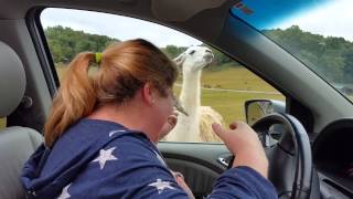 Don't feed the animals.