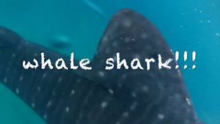 preview picture of video 'Philippines, Cebu, Mactan island, Kawasan falls, oslob whale shark,'