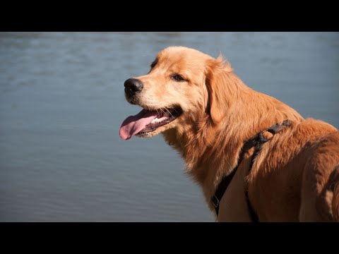 Nutrition for Senior Golden Retrievers: A Guide for Pet Parents