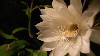 Night-blooming Cereus