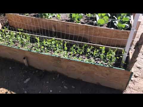 Garden Update 06.26.2020 pt 1