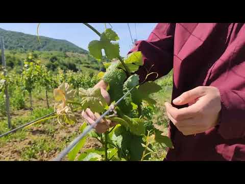 Reizer Wine - Working in the vineyard
