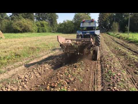 фото картофель столовый. вкусные сорта картошки. бульба 0