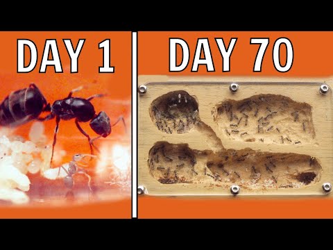 Keeping Ants 70 Days