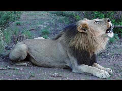 Video over Jaci's Photographic Safari Vehicle