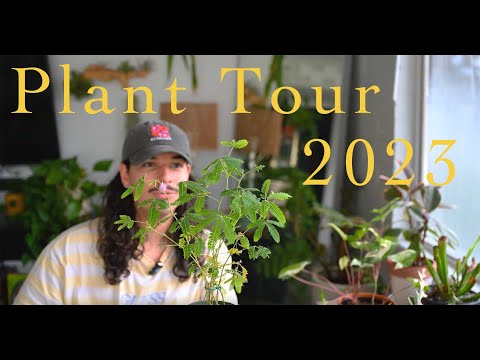 🌿 Plant Tour 2023 🌿 | First ever view of my entire collection! 🌵