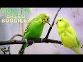 Budgie Breeding | Everything You need to know
