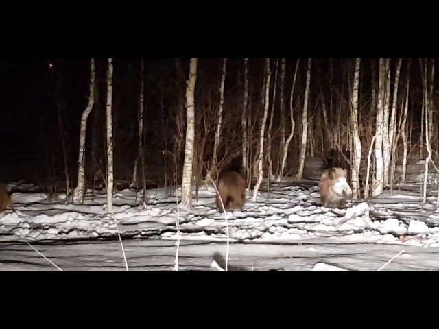 Татар-информ 535 подписчиков Под Казанью на видео сняли стаю диких кабанов