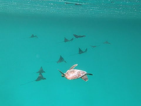 Highlights Isla Isabela