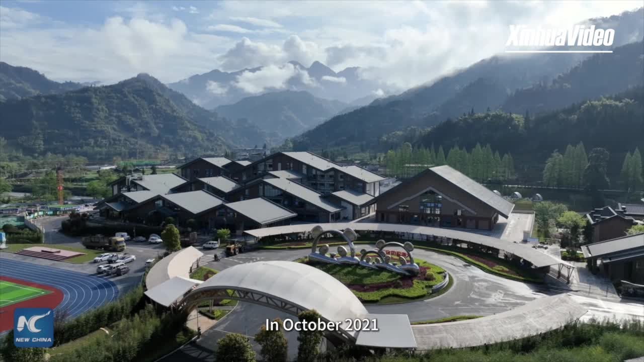 Yangtze Porpoise Recovery Celebrated Amidst Conservation Successes