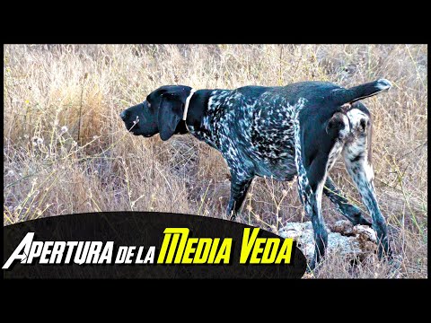 CAZA de CODORNICES en Castilla ¡Por fin llegó la Apertura!