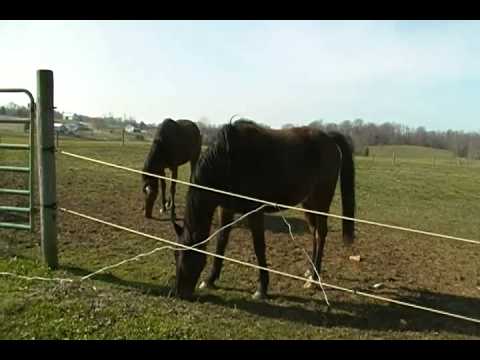 Horses: Zipadeli and Gus