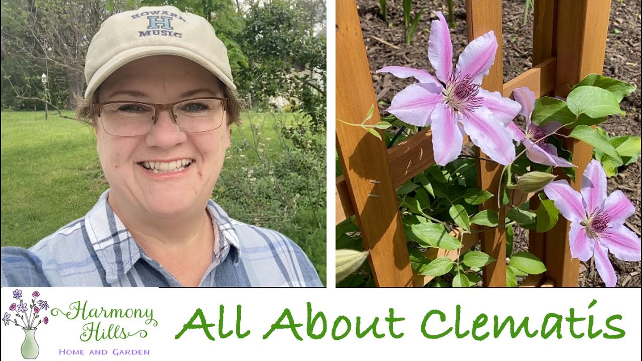 All About Clematis - 🌸❤️🌺❤️🌸