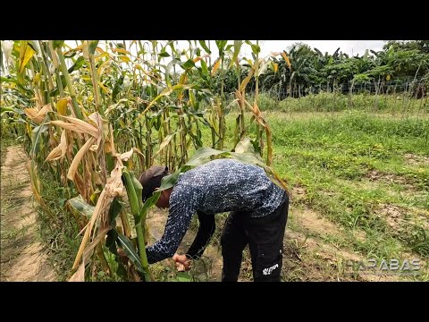 EP720-P1 - Corn Harvest and Cook | Occ. Mindoro