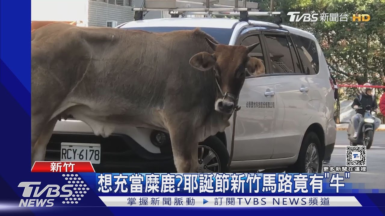 想充當糜鹿? 耶誕節新竹馬路竟有「牛」