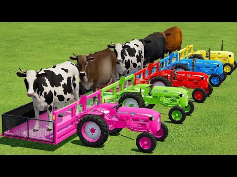 TRANSPORTING COWS WITH COLORED TRACTORS & MAN TRUCKS - Farming Simulator 22