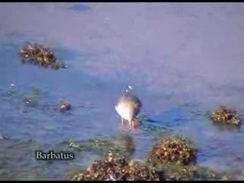 Archibebe común ( Tringa totanus )  Redshank