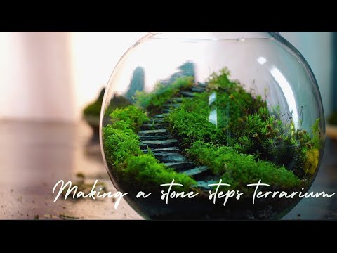 how to make an easy stone steps terrarium ( staircase terrarium build)