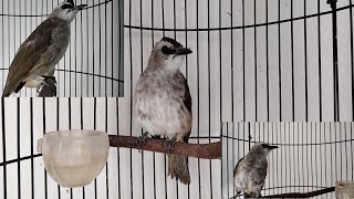 Download lagu Dengan suara 3 trucuk betina ini,semacet apapun trucukmu pasti akan langsung Gacor.BUKTIKAN! mp3