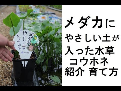 園芸 水生オエナンセ、水生フェンネル、水生ヘムロック