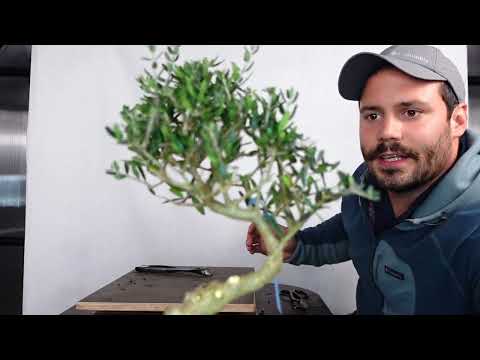Olivenbaum Bonsai schneiden