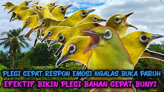Download lagu BUKTIKAN Terapi Pleci Koloni Efektif Bikin Pleci Cepat Respon Emosi Ngalas Buka Paruh mp3
