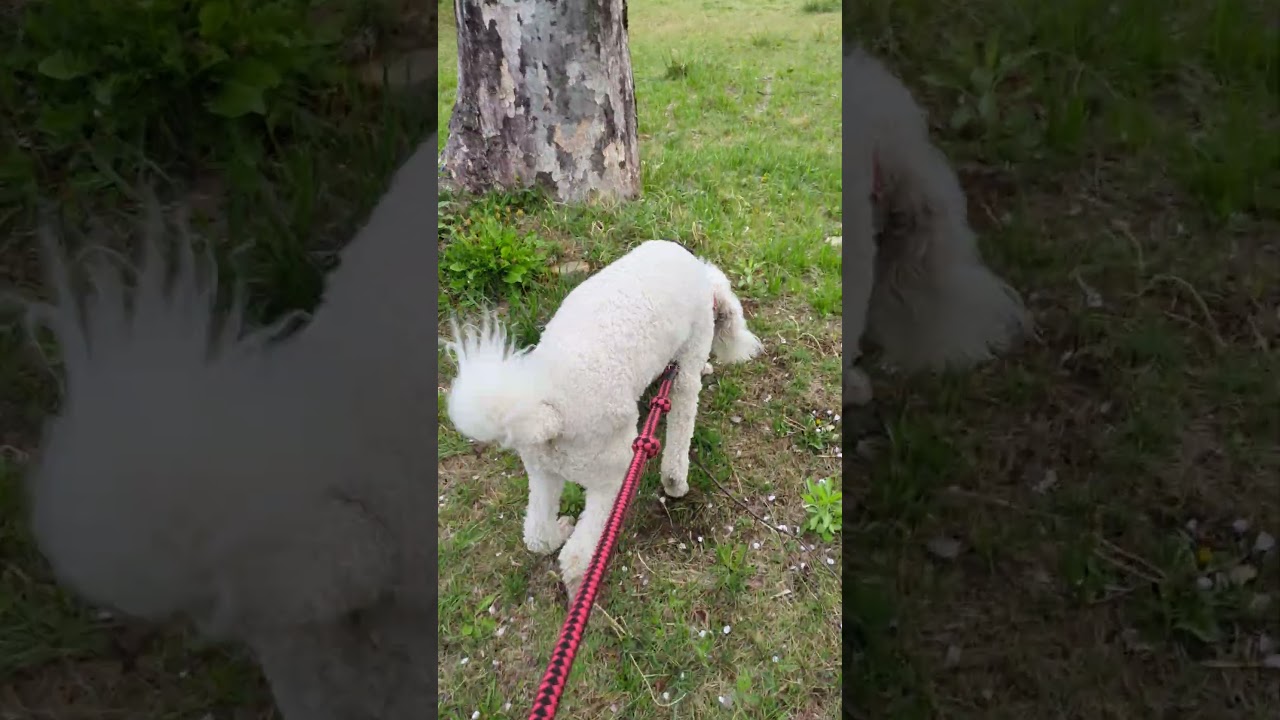 甲斐犬が気になるスタンダードプードルのオーデンくんです。 #スタンダードプードル #犬動画 #dog