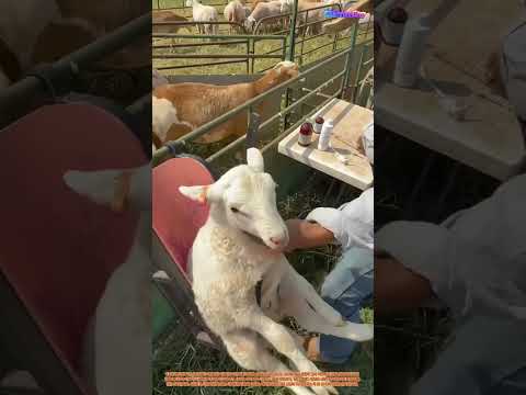 양 접종의 기술: 농부의 부드러운 손길